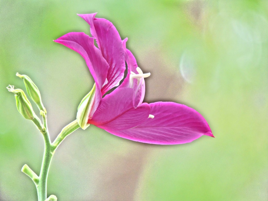 MeenakshiSingh_Nature_Flowers