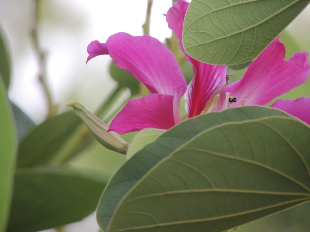 MeenakshiSingh_Nature_Flowers1