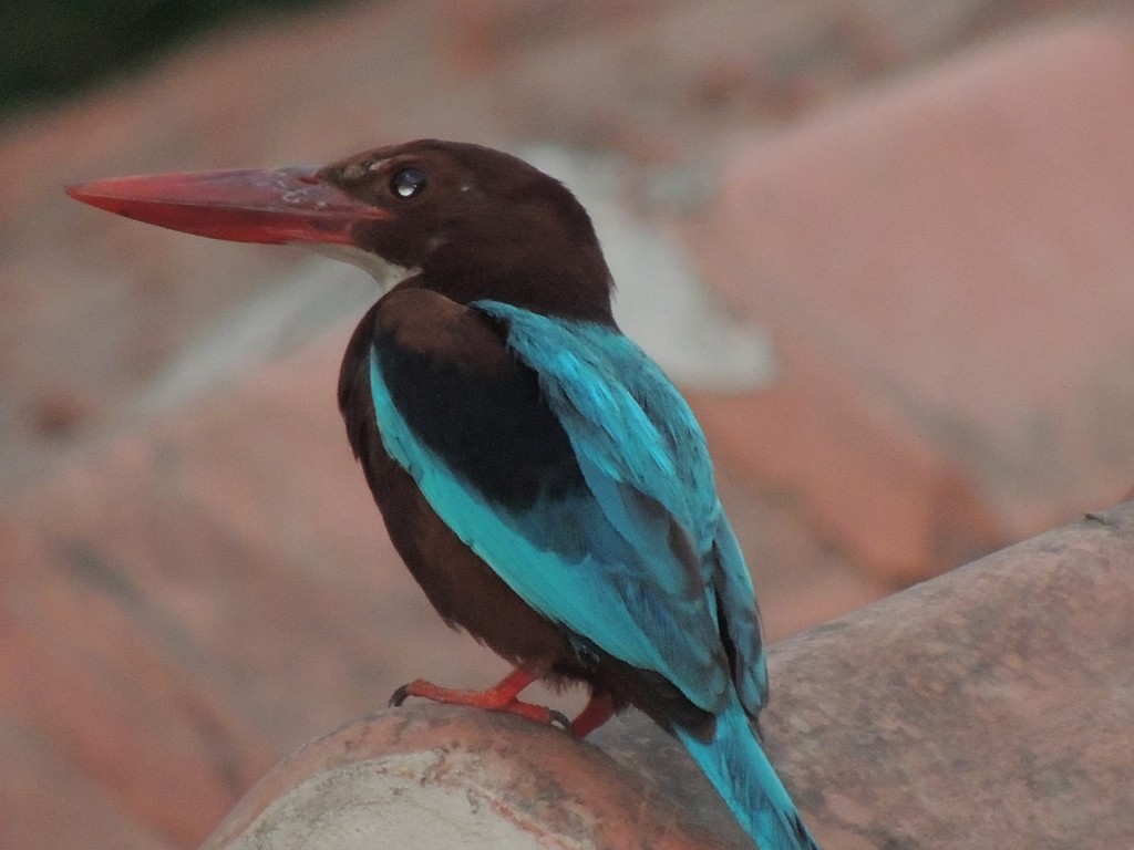 Bird1